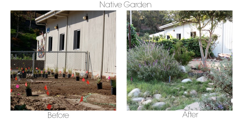 native-beforeafter